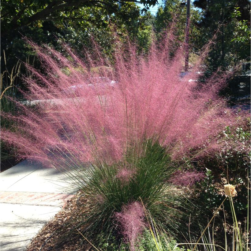 Muhlenbergia capillaris - Prairiegas (Groeiplaats)