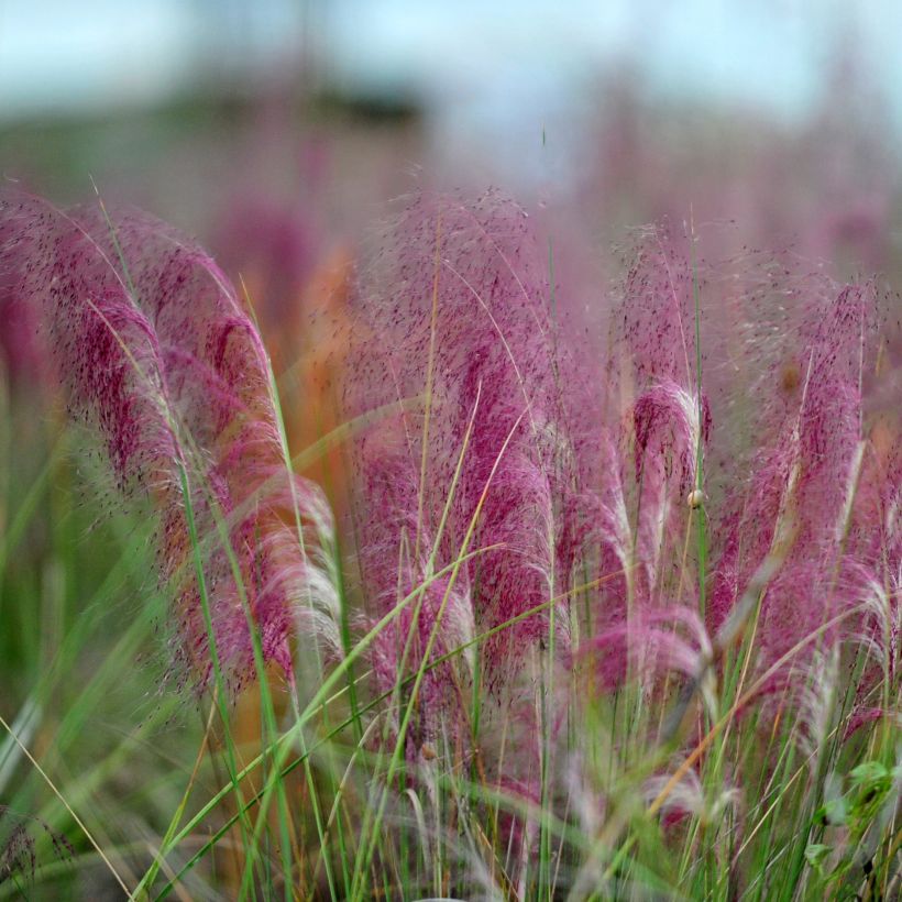 Muhlenbergia capillaris - Prairiegas (Bloei)