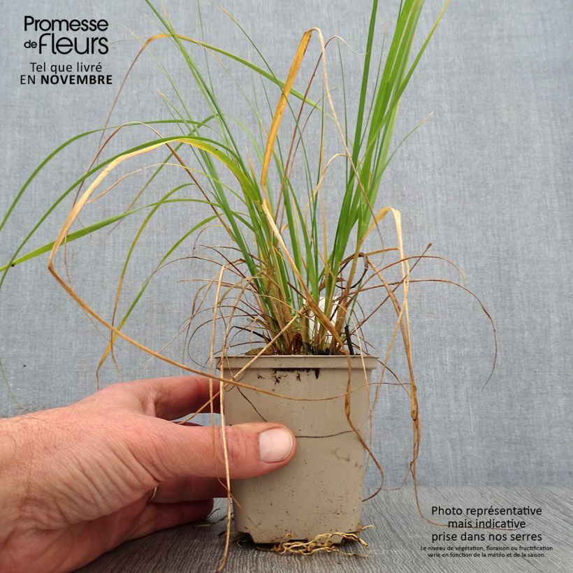 Exemplaar van Muhlenbergia rigens - Prairiegas Kweekpotje van 8/9 cm zoals geleverd in de herfst