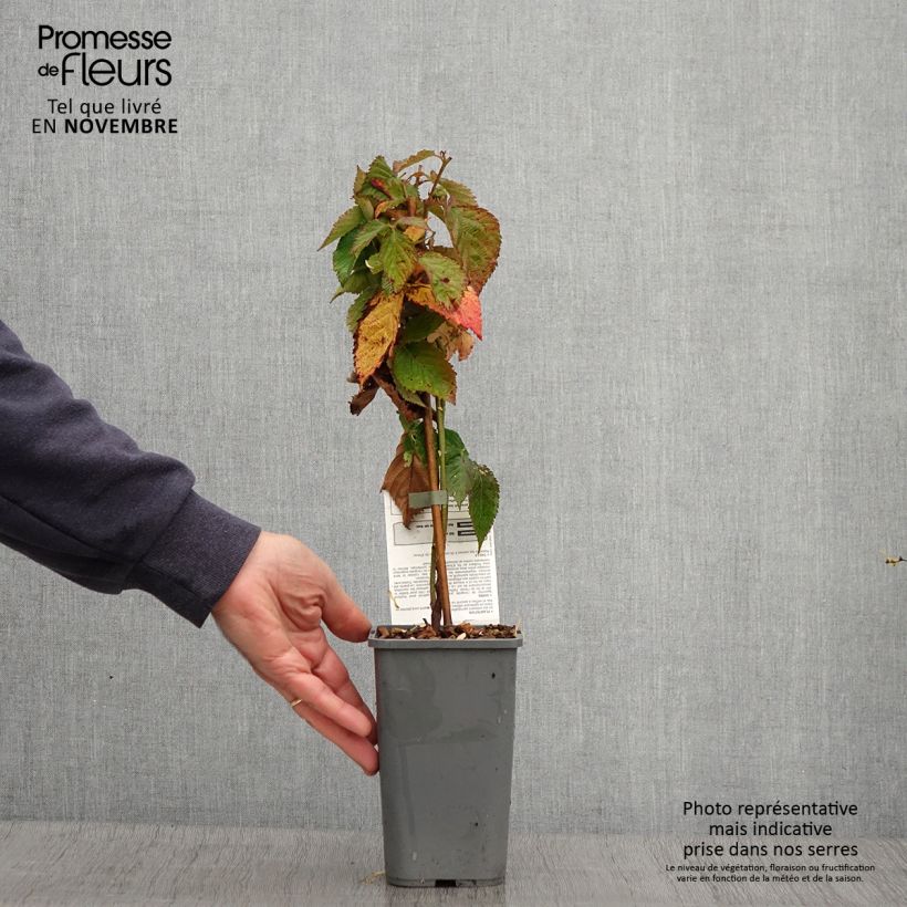 Exemplaar van Braam Little Black Prince Pot van 1,5 l/2 l, Pol zoals geleverd in de herfst