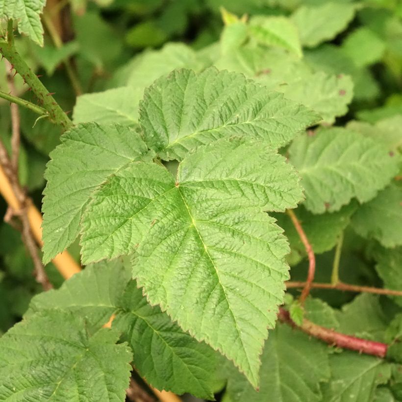 Frambraam Medana Tayberry (Blad)