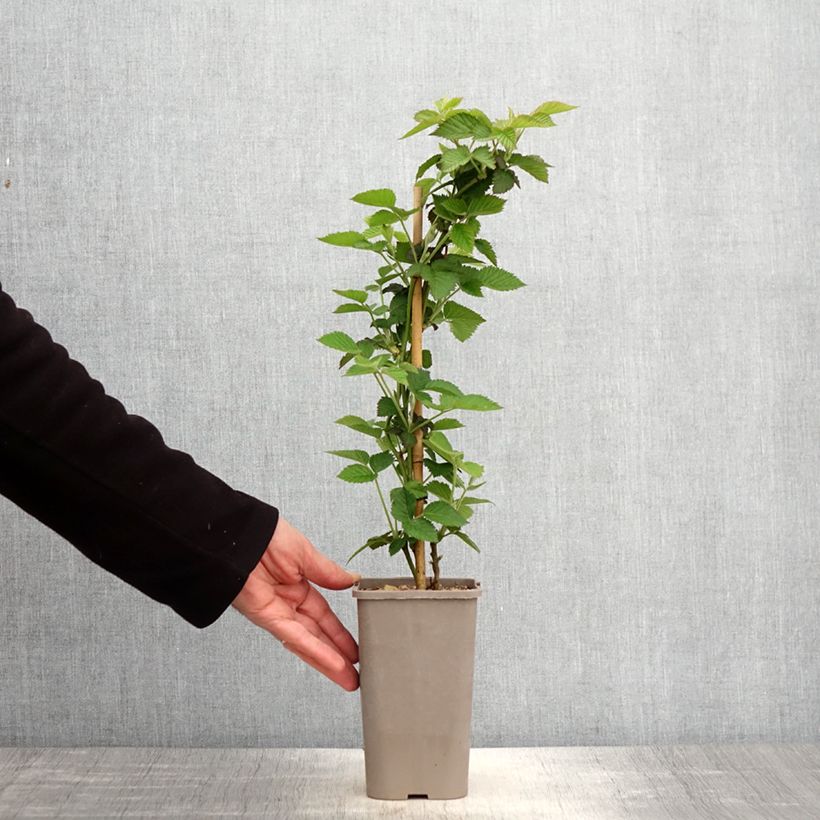 Example of Doornloze braam Loch Maree Pot van 1,5 l/2 l as you get in printemps