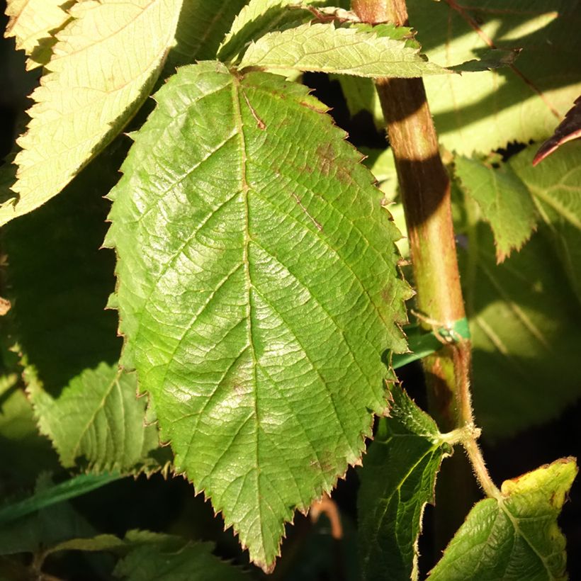 Doornloze braam Lucky Berry (Blad)