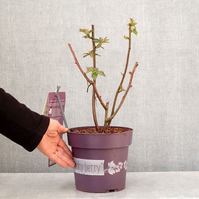Exemplaar van Doornloze braam Lucky Berry Pot van 4 l/5 l, Pol zoals geleverd in de lente