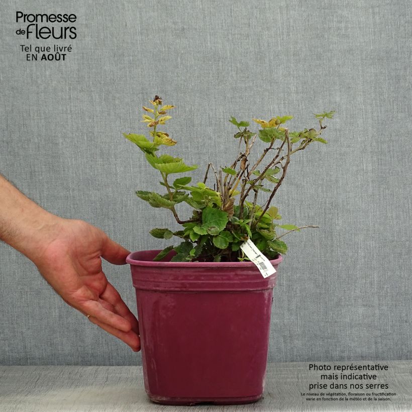 Exemplaar van Doornloze dwergbraam Purple Opal Pot van 4 l/5 l zoals geleverd in de zomer