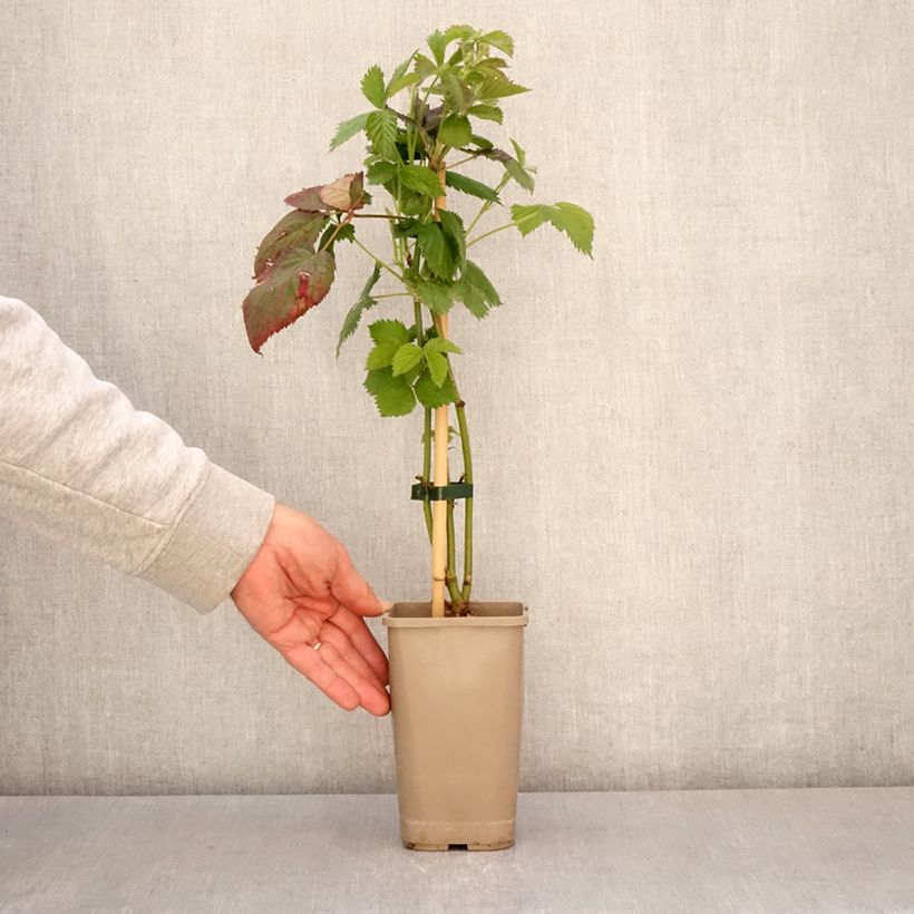 Example of Doornloze braam Navaho The Big Easy Pot van 1,5 l/2 l, Pol as you get in printemps