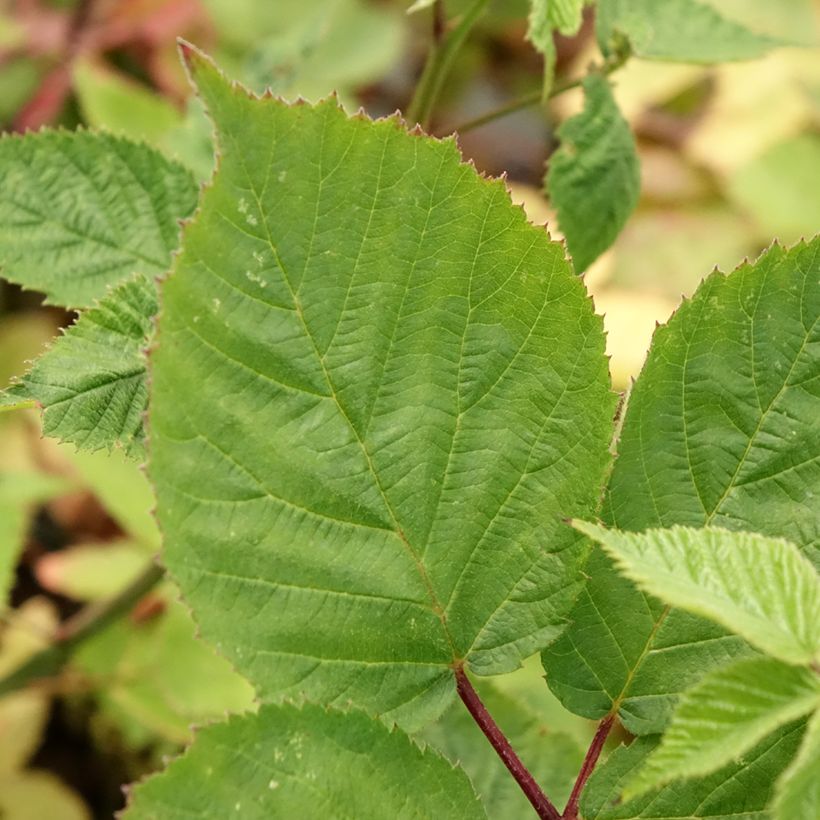 Suikerbraam Asterina (Blad)