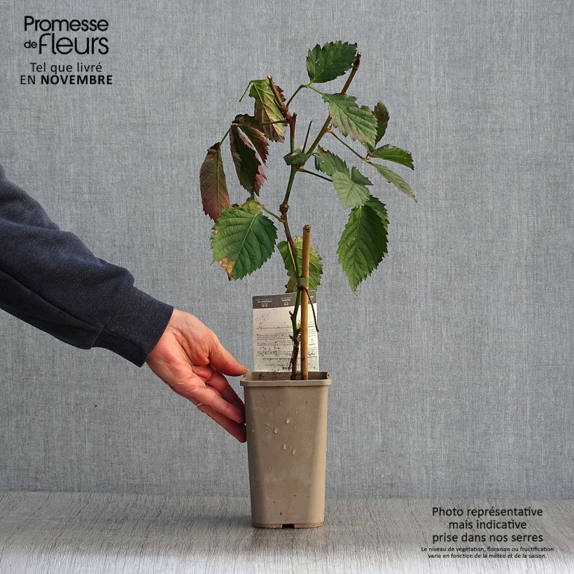 Exemplaar van Suikerbraam Asterina Pot van 1,5 l/2 l zoals geleverd in de herfst