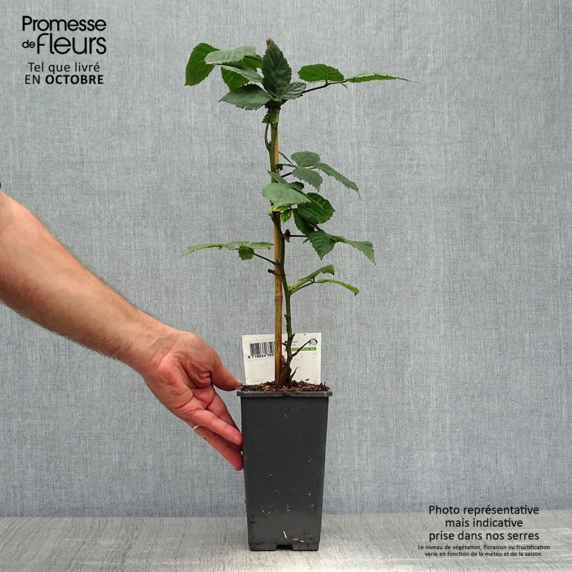 Exemplaar van Doornloze braam Black Satin Pot van 1,5 l/2 l, Pol zoals geleverd in de herfst