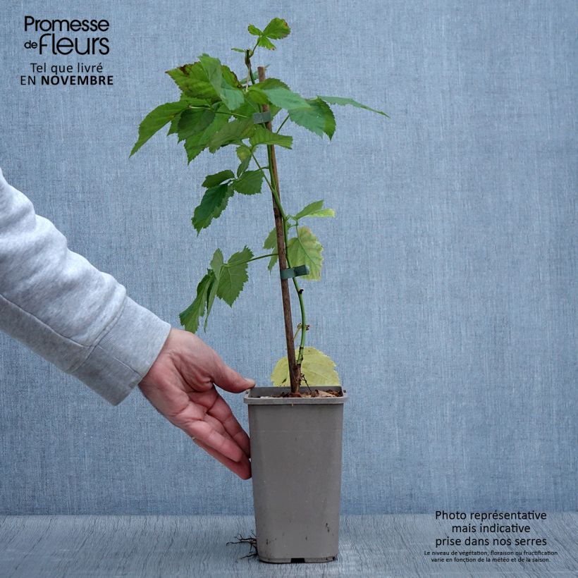 Exemplaar van Doornloze braam Columbia Star Pot van 1,5 l/2 l zoals geleverd in de herfst