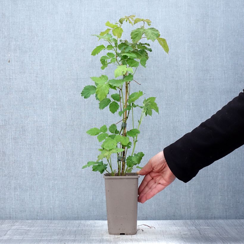 Exemplaar van Doornloze braam Columbia Star Pot van 1,5 l/2 l zoals geleverd in de lente