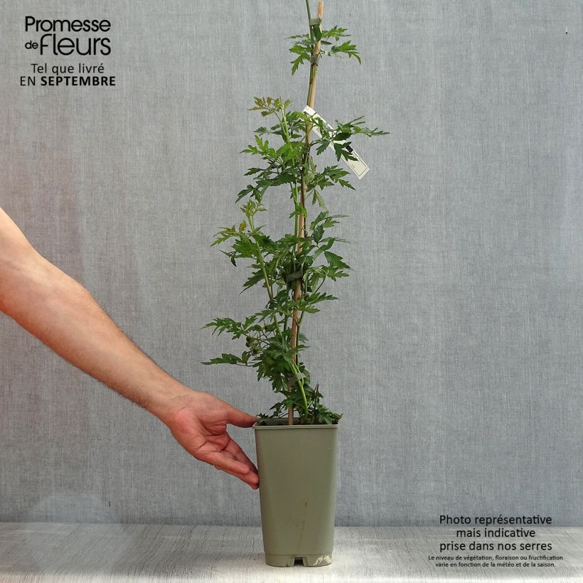 Exemplaar van Doornloze braam Géante des Jardins Pot van 2 l/3 l zoals geleverd in de zomer