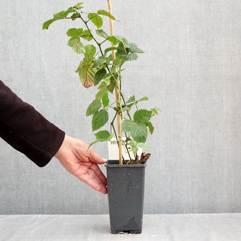 Exemplaar van Doornloze braam Jumbo Pot van 1,5 l/2 l zoals geleverd in de herfst