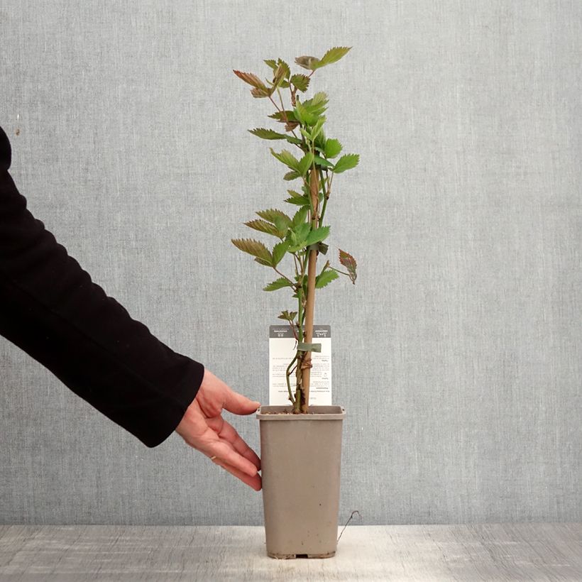 Exemplaar van Doornloze braam Navaho Big and Early Pot van 1,5 l/2 l, Pol zoals geleverd in de lente