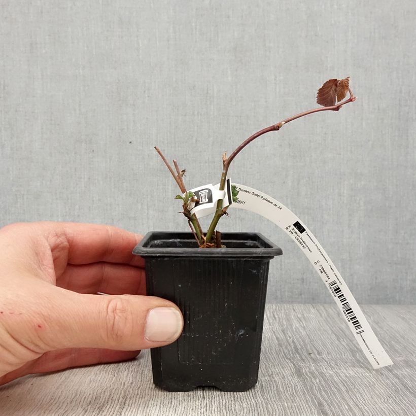 Exemplaar van Doornloze braam Oregon Thornless Kweekpotje van 8/9 cm zoals geleverd in de lente