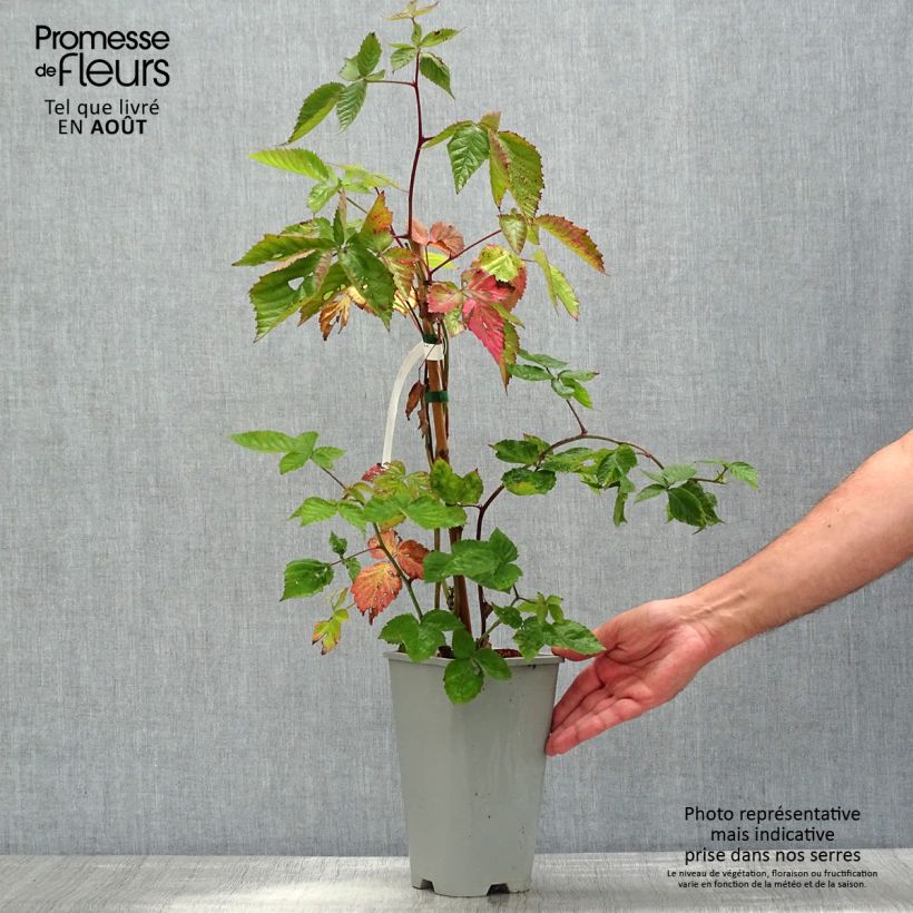 Exemplaar van Doornloze braam Oregon Thornless Pot van 2 l/3 l zoals geleverd in de zomer