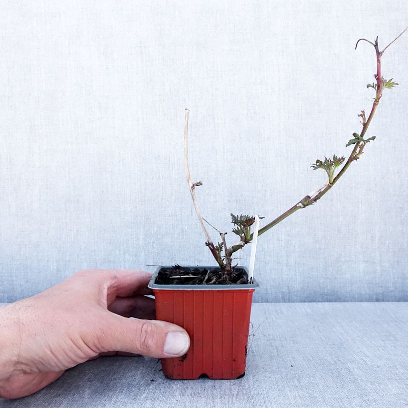 Exemplaar van Doornloze braam Thornless Evergreen Kweekpotje van 8/9 cm zoals geleverd in de lente