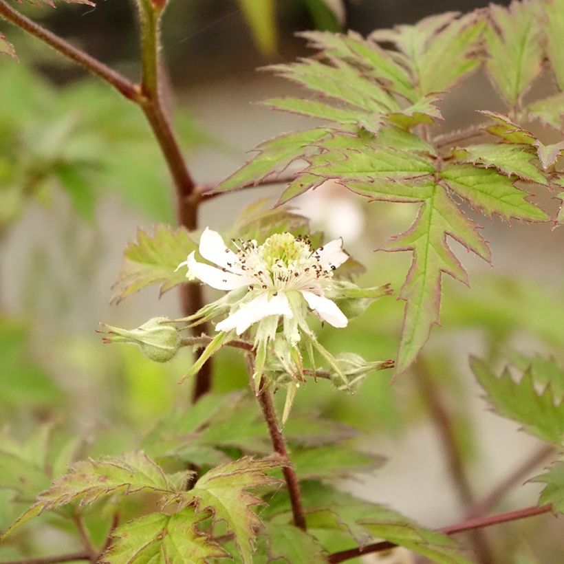 Doornloze braam Thornless Evergreen (Blad)