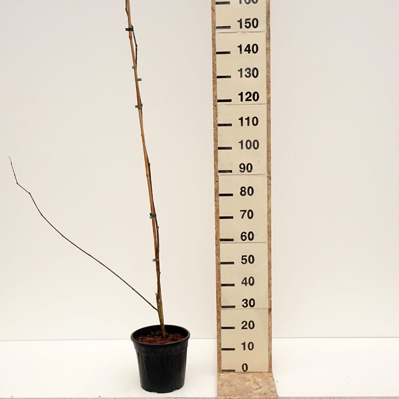 Exemplaar van Mûrier blanc King's White - Morus alba var. laevigata Pot de 4L/5L zoals geleverd in de winter