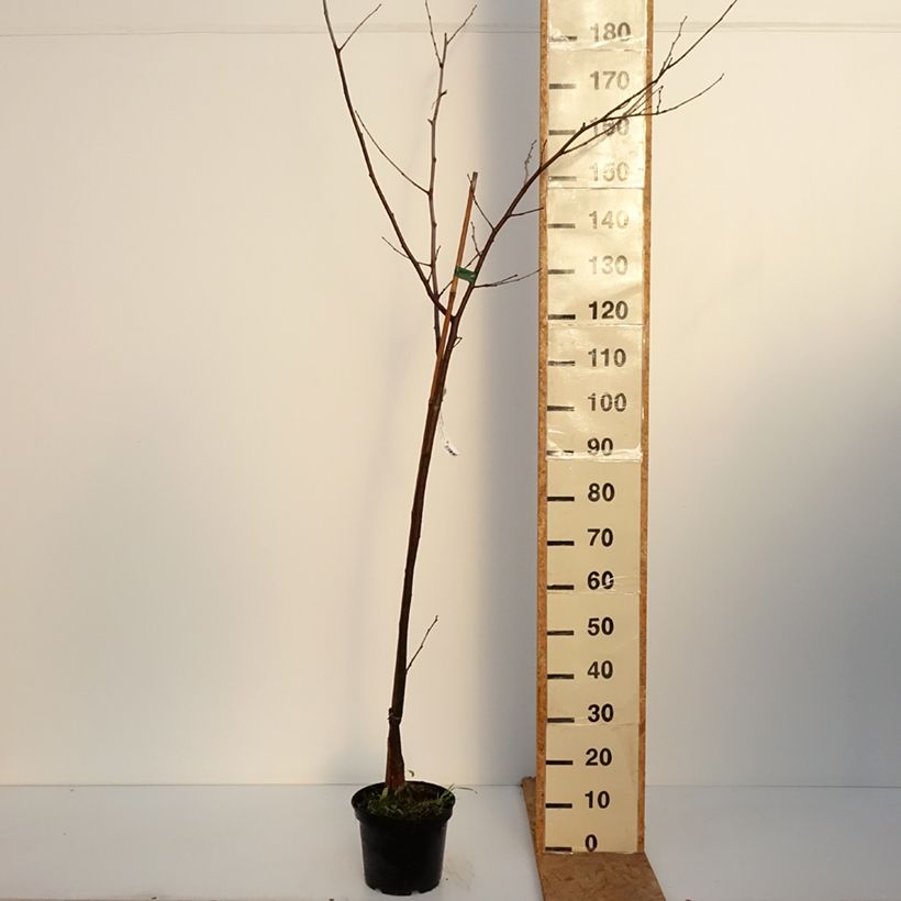Exemplaar van Zwarte moerbei Wellington - Morus nigra Pot van 3 l/4 l, Half-hoge stam zoals geleverd in de herfst
