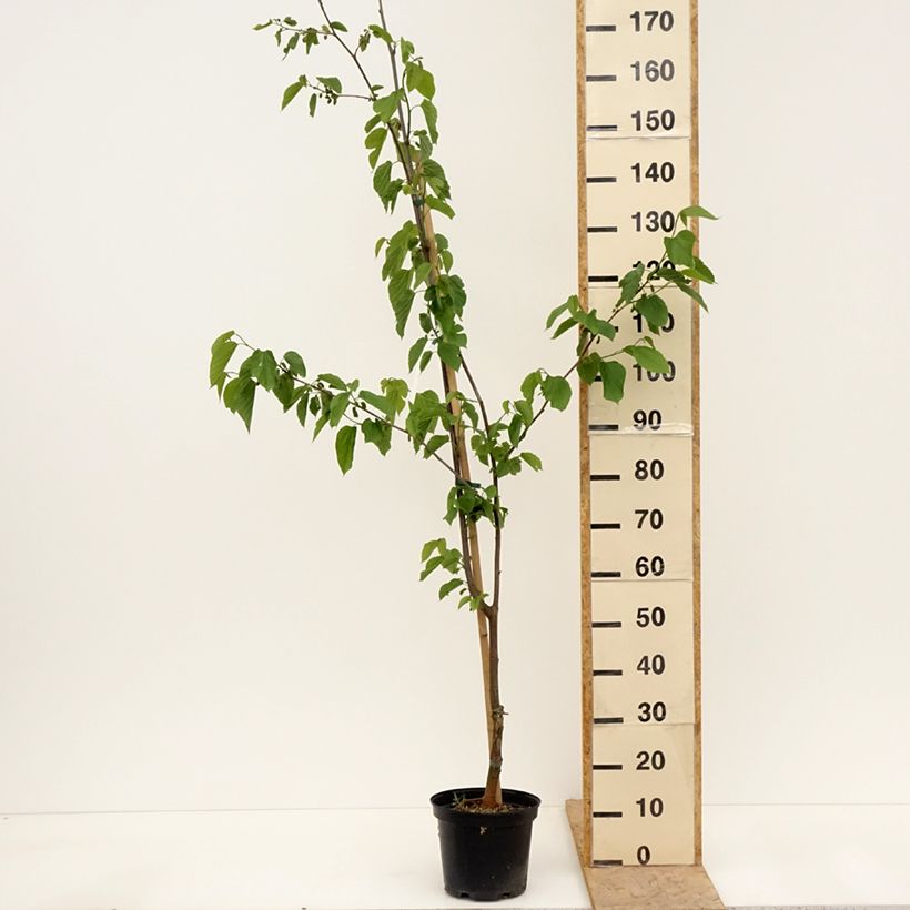 Example of Zwarte moerbei Wellington - Morus nigra Pot van 3 l/4 l, Half-hoge stam as you get in printemps