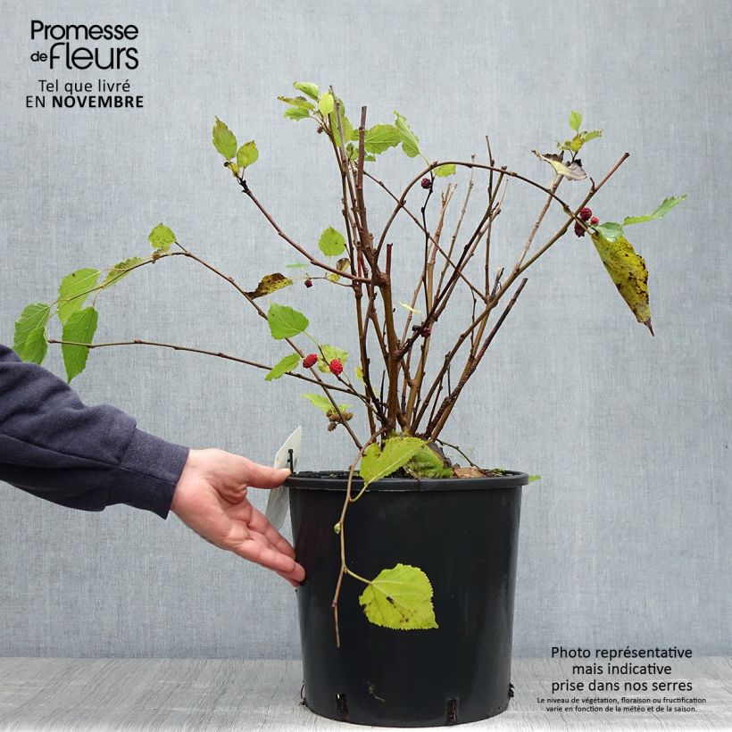 Exemplaar van Dwergmoerbei Mojo Berry - Morus rotundiloba Pot van 12 l/15 l, Pol zoals geleverd in de herfst