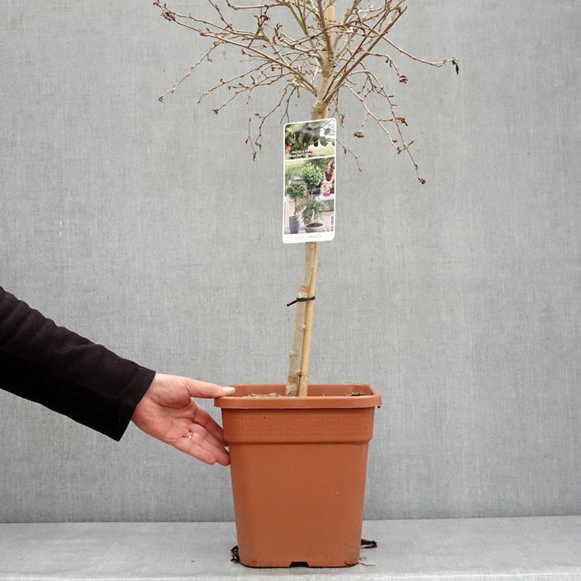 Exemplaar van Dwergmoerbei Mojo Berry - Morus rotundiloba Pot van 7,5 l/10 l, Kwartstam zoals geleverd in de winter