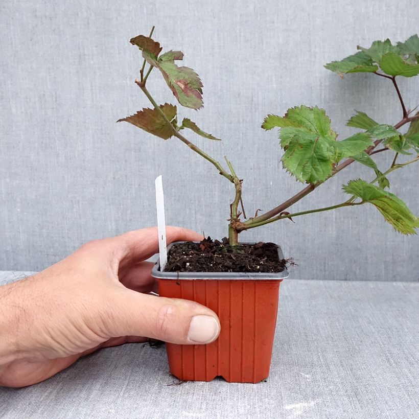 Exemplaar van Doornloze braam Triple Crown Kweekpotje van 8/9 cm zoals geleverd in de herfst