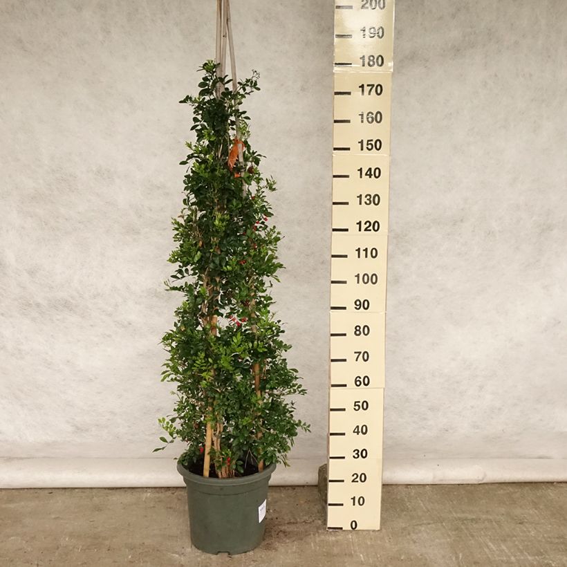 Exemplaar van Murraya paniculata - Oranjejasmijn Pot van 12 l/15 l zoals geleverd in de zomer