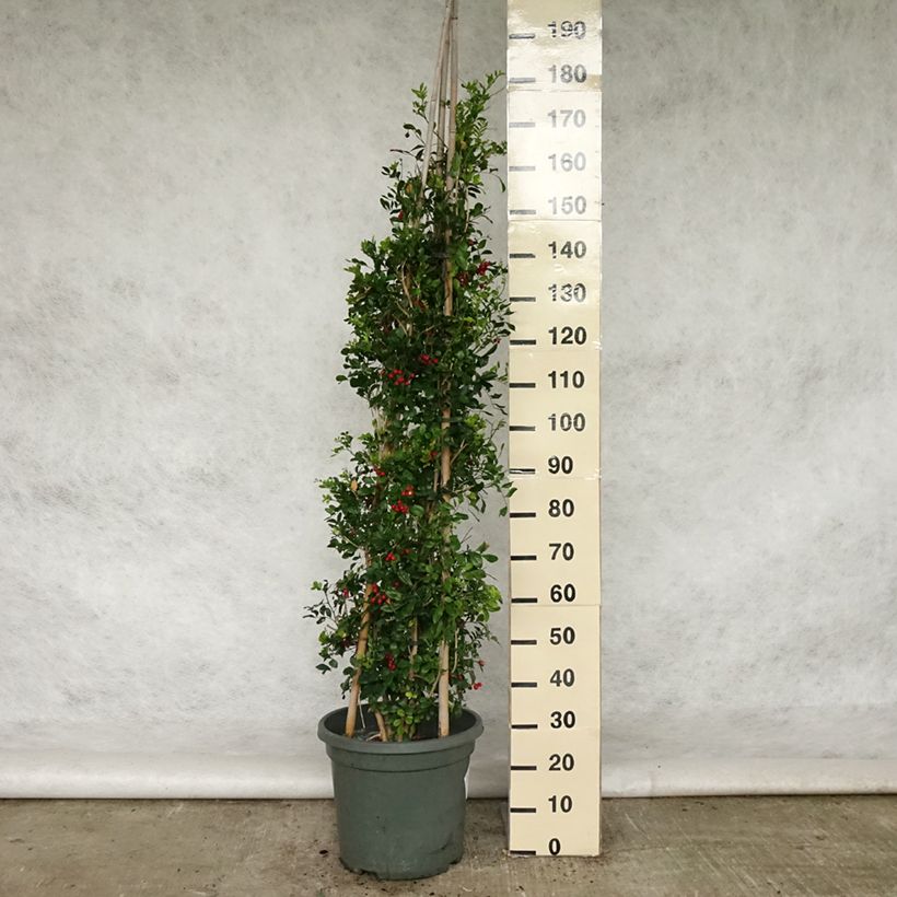 Exemplaar van Murraya paniculata - Oranjejasmijn Pot van 12 l/15 l zoals geleverd in de lente