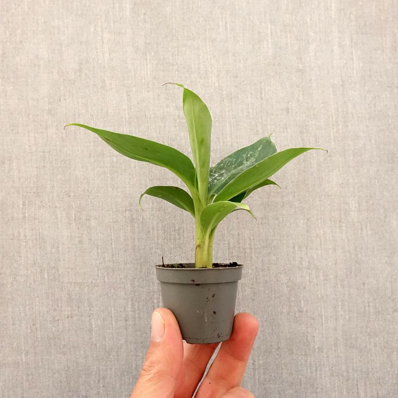 Exemplaar van Musa acuminata - Bananenplant Mini-kamerplanten zoals geleverd in de lente
