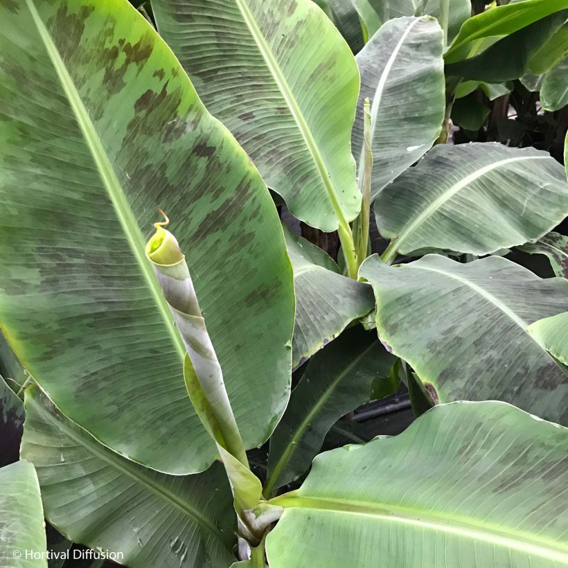 Musa acuminata Dwarf Cavendish - Bananenplant (Foliage)