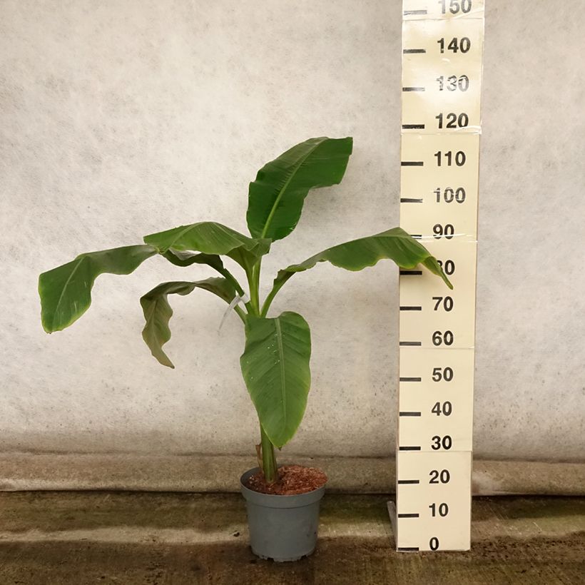 Exemplaar van Musa basjoo Dajiao - Japanse vezelbanaan Pot van 4 l/5 l zoals geleverd in de zomer