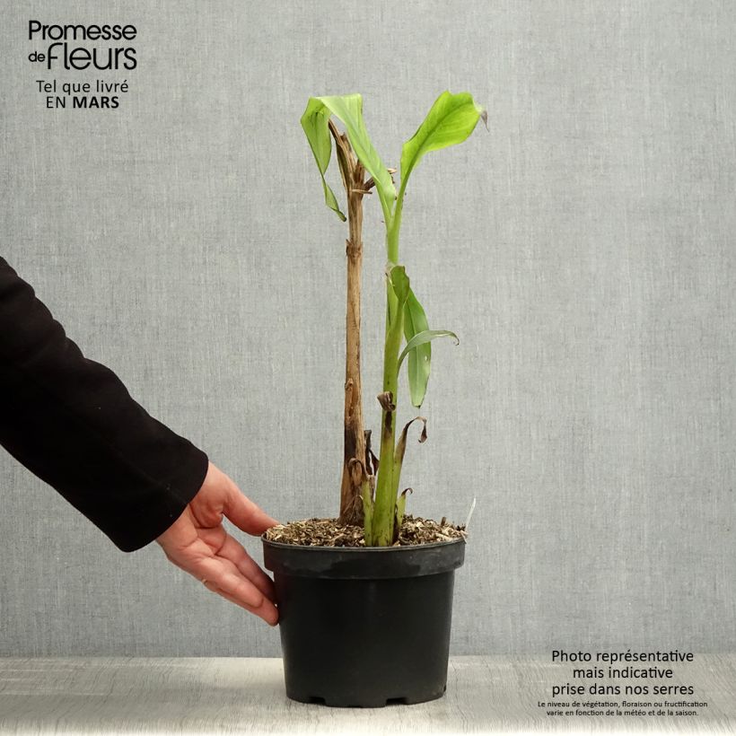 Example of Musa basjoo Sakhalin - Japanse vezelbanaan Pot van 3 l/4 l as you get in printemps