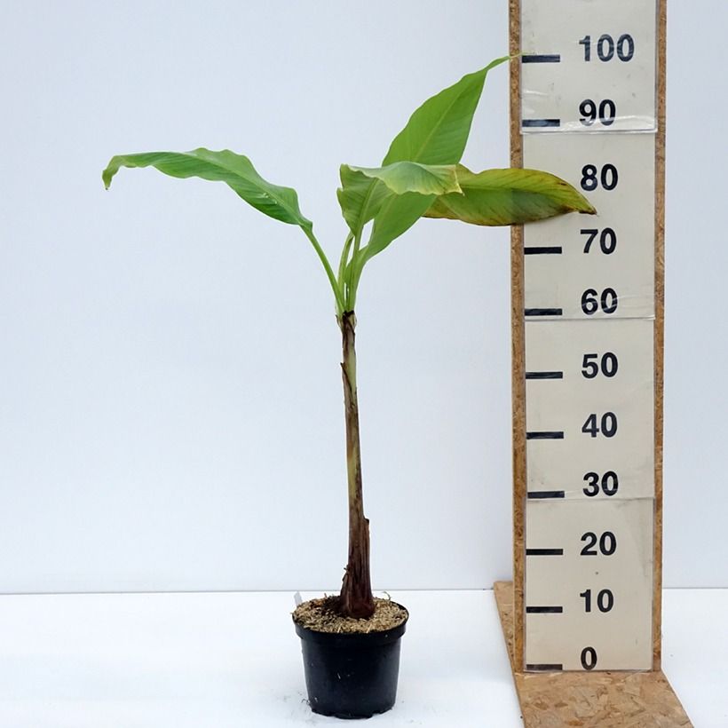 Exemplaar van Musa basjoo Sakhalin - Japanse vezelbanaan Pot van 3 l/4 l zoals geleverd in de zomer