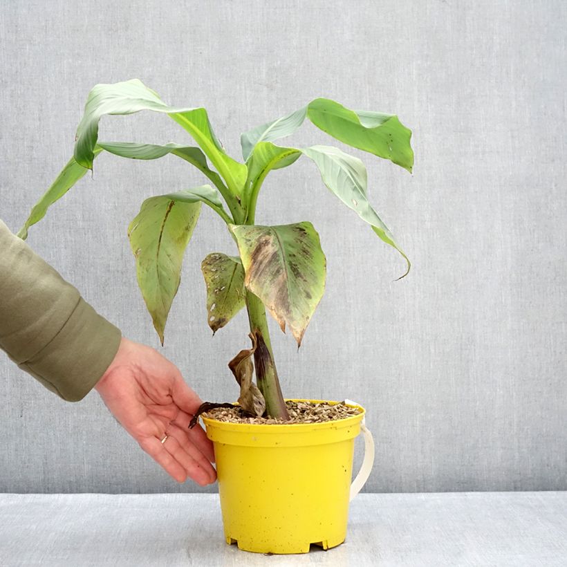 Example of Musa basjoo Tchetchenia - Japanse vezelbanaan Pot van 2 l/3 l as you get in hiver