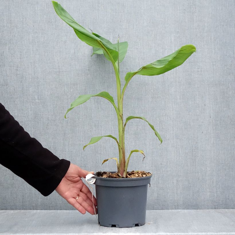 Exemplaar van Musa itinerans Mekong Giant - Wandelende banaan Pot van 2 l/3 l zoals geleverd in de herfst
