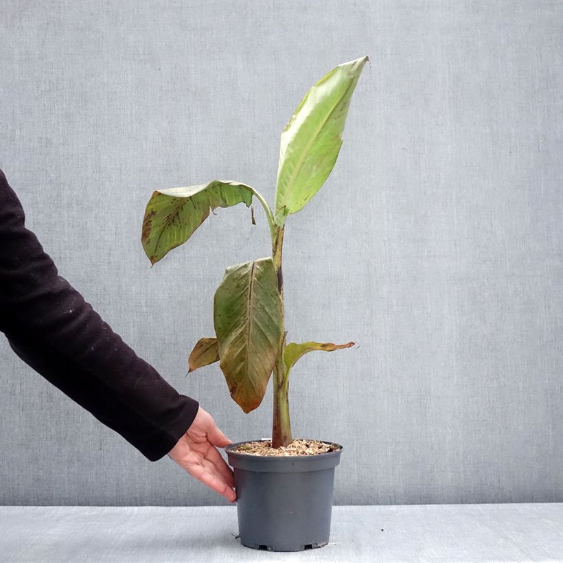 Exemplaar van Musa itinerans Mekong Giant - Wandelende banaan Pot van 2 l/3 l zoals geleverd in de winter