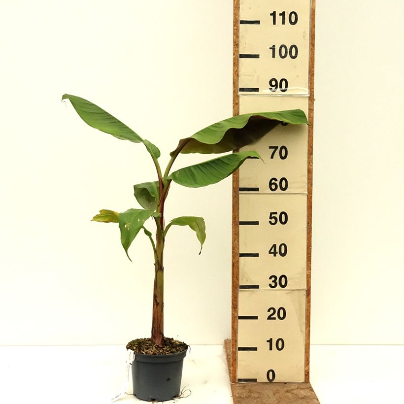 Exemplaar van Musa itinerans Mekong Giant - Wandelende banaan Pot van 2 l/3 l zoals geleverd in de lente