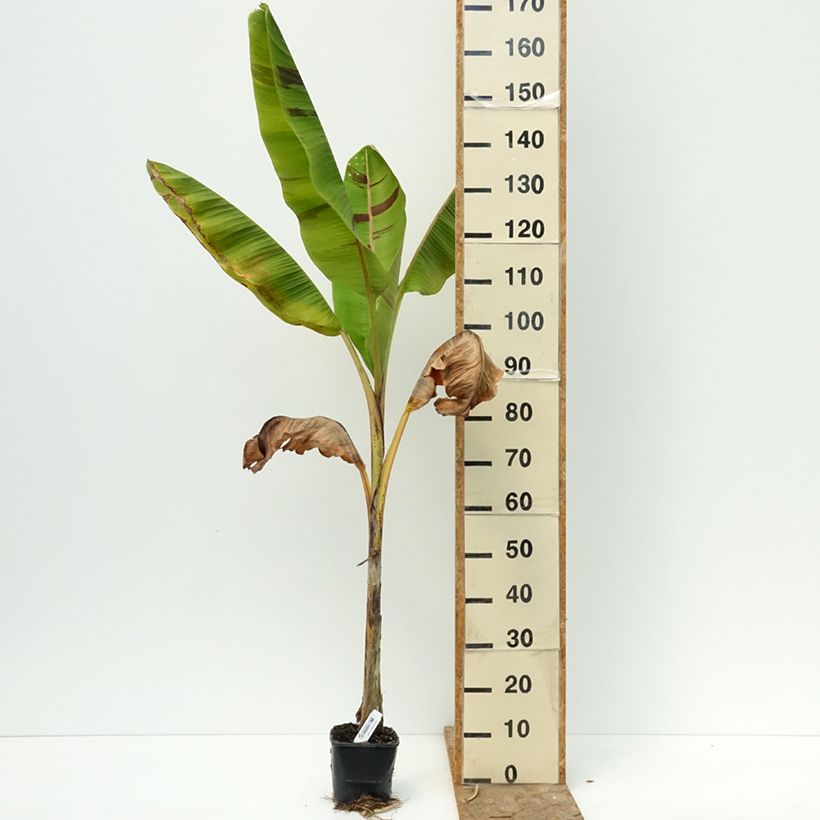 Exemplaar van Musa sikkimensis Ever Red - Darjeeling-banaan Pot van 1,5 l/2 l zoals geleverd in de zomer