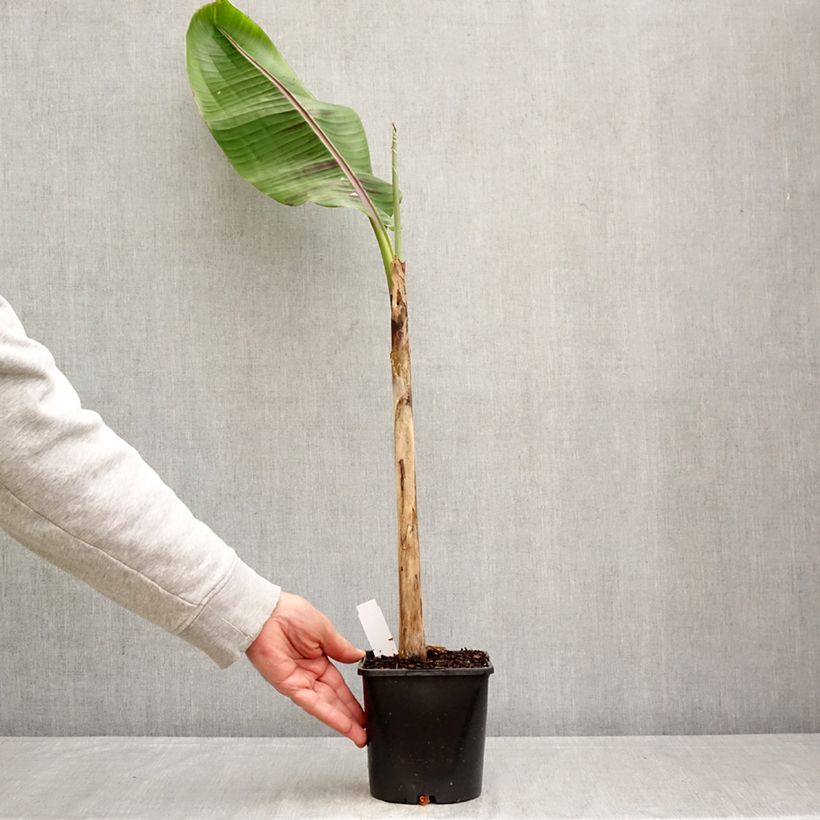 Exemplaar van Musa sikkimensis Ever Red - Darjeeling-banaan Pot van 1,5 l/2 l zoals geleverd in de lente