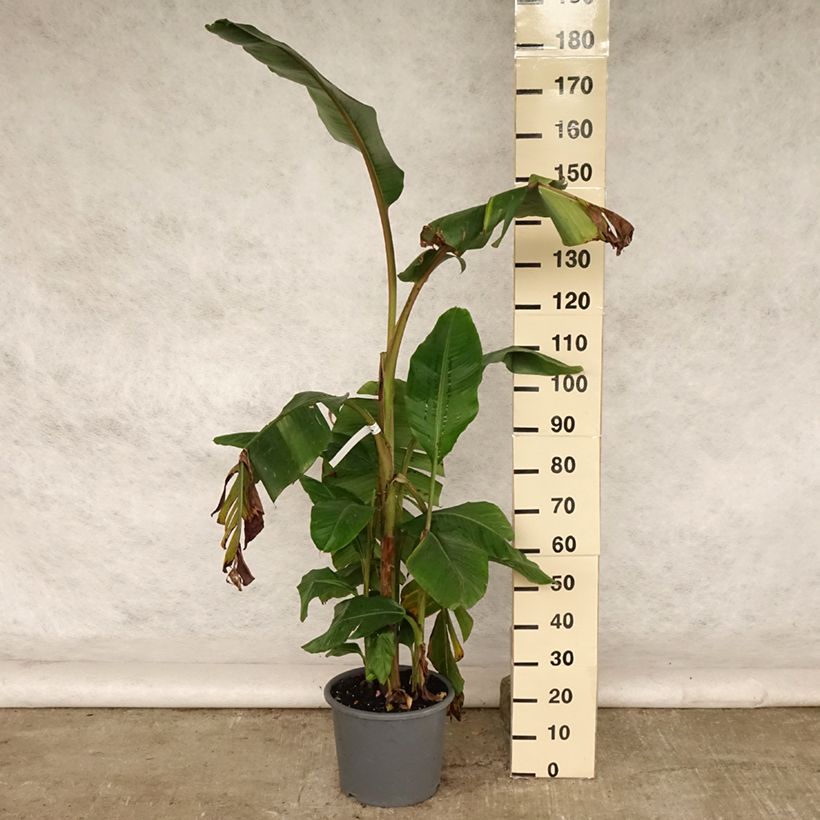 Exemplaar van Musa velutina - Roze dwergbanaan Pot van 12 l/15 l zoals geleverd in de zomer