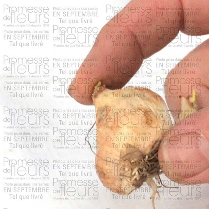 Voorbeeld van een exemplaar van Muscari armeniacum Bulbe calibre 9+ zoals geleverd