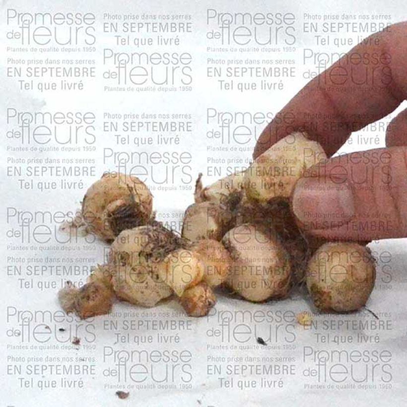 Voorbeeld van een exemplaar van Muscari armeniacum Bulbe calibre 6+ zoals geleverd