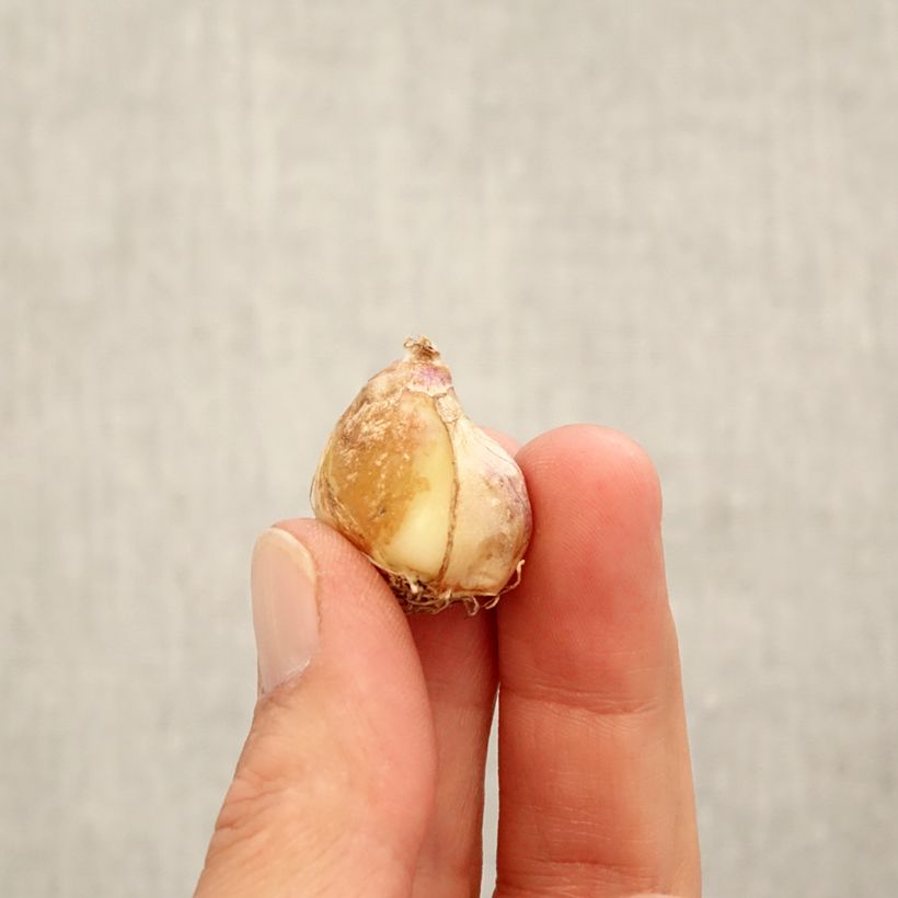 Exemplaar van Muscari armeniacum Aqua Magic - Blauwe druifjes Bol kaliber 7+ zoals geleverd in de herfst