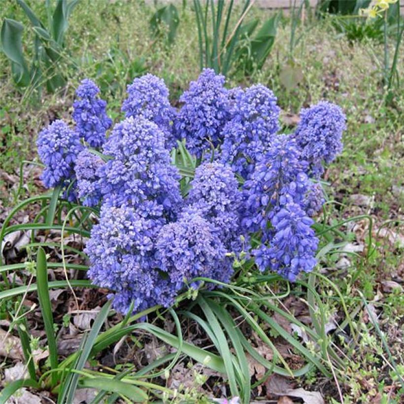 Muscari armeniacum Blue Spike - Blauwe druifjes (Groeiplaats)