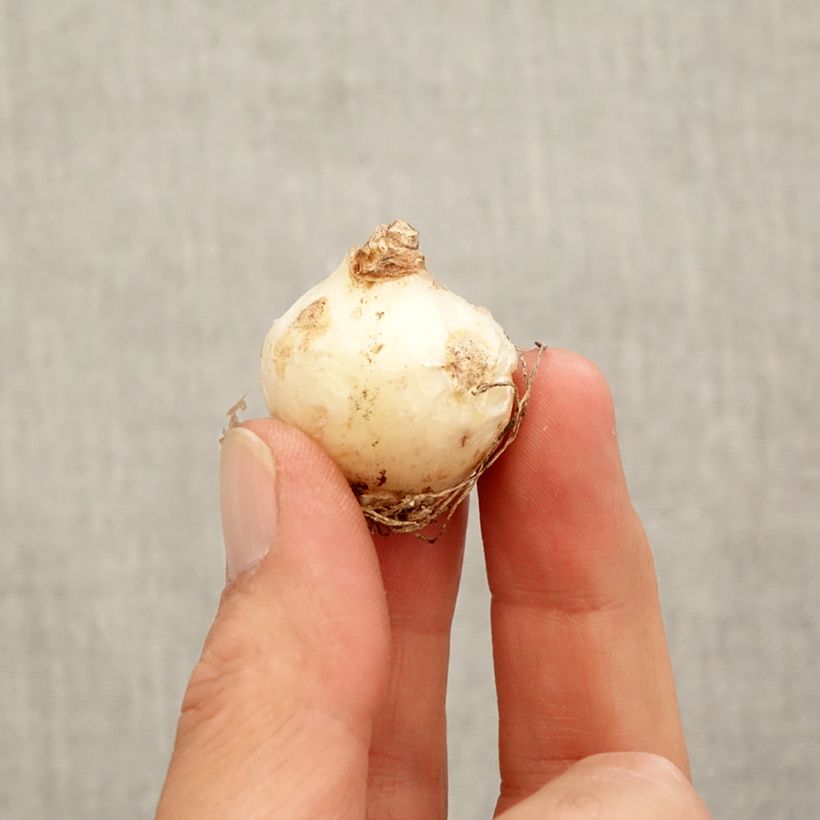 Exemplaar van Muscari armeniacum - Blauwe druifjes Bol kaliber 9+ zoals geleverd in de herfst