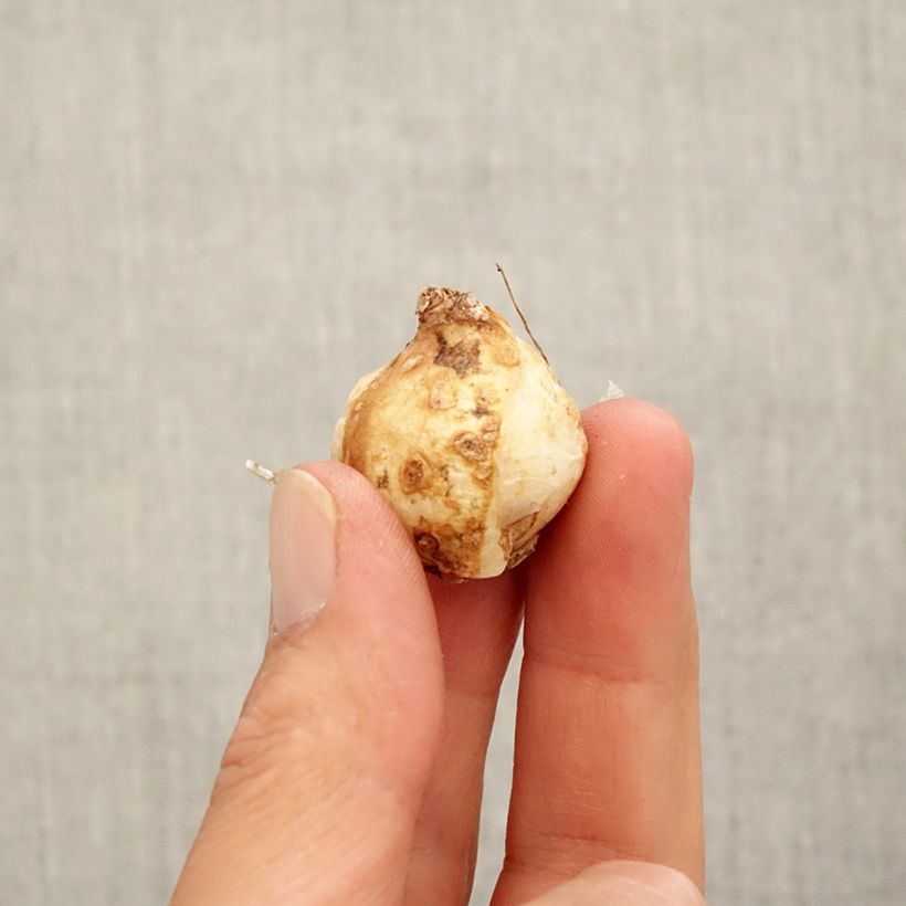 Exemplaar van Muscari armeniacum Fantasy Creation - Blauwe druifjes Bol kaliber 9+ zoals geleverd in de herfst