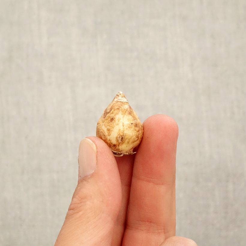 Exemplaar van Muscari armeniacum White Pearl - Blauwe druifjes Bol kaliber 7+ zoals geleverd in de herfst