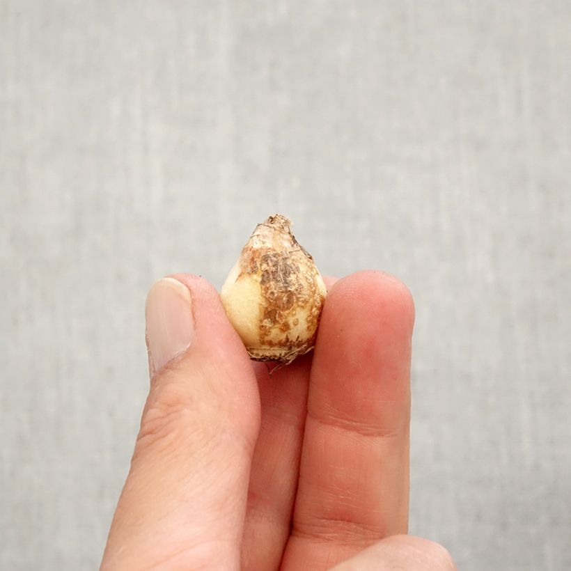 Exemplaar van Muscari aucheri Early Magic - Blauwe druifjes Bol kaliber 7+ zoals geleverd in de herfst